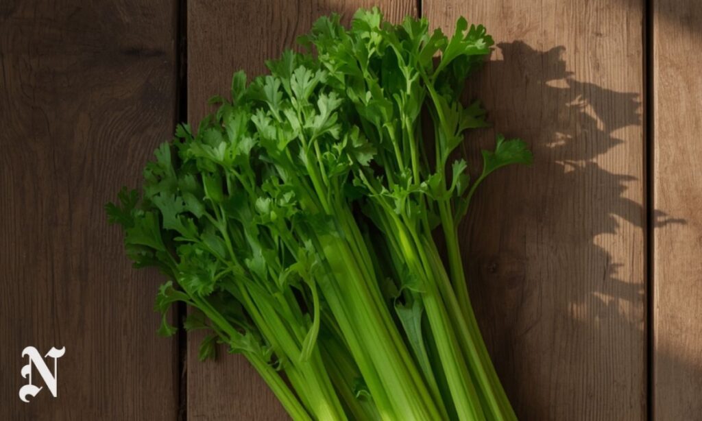 Pravi Celer Benefits: Why This Old Vegetable Is Good for You in 2026 Pravi Celer